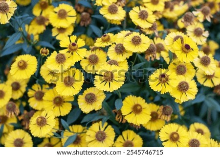 Image, Stock Photo Upclose view of blooming pink Daisy in the spring sun