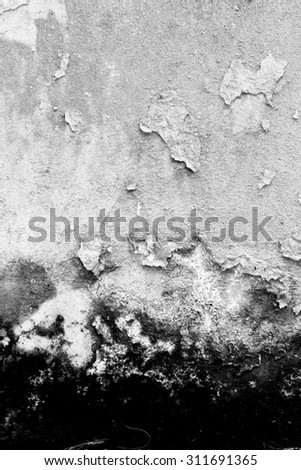 Texture background of the old fungus wall, black and white. The peeling paint.