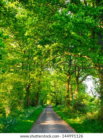 Scenic country road through oak trees in England