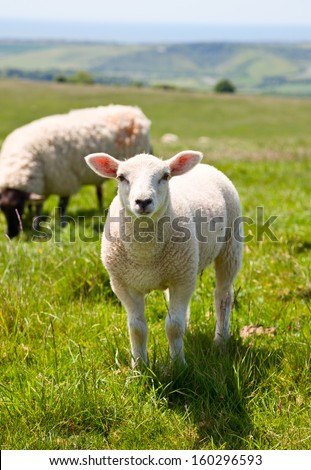 Sheeps at a pasture in England