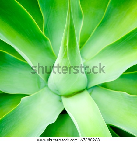 Agave green leaves close-up, shallow focus