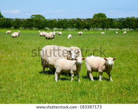 Sheep with lambs at a pasture in England