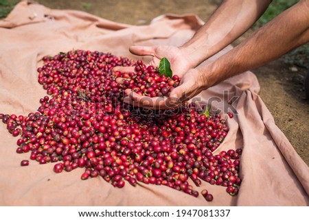 THE MANUAL COFFEE HARVEST - Colombian Coffee Plantation Photo stock © 