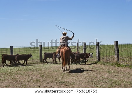 Similar – Image, Stock Photo The rider drives cows and calves, which move only ponderously