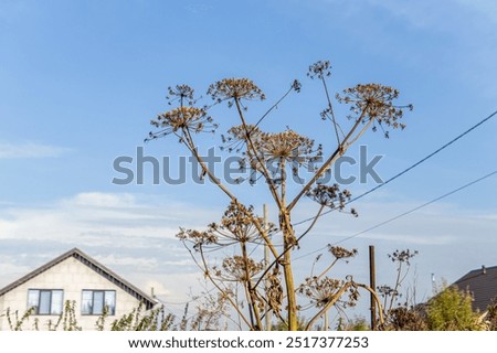 Similar – Image, Stock Photo dried up brown inflorescences with glittering snow hood and closed snow cover in the background