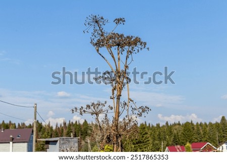 Similar – Image, Stock Photo dried up brown inflorescences with glittering snow hood and closed snow cover in the background