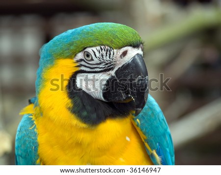 Blue, Yellow and Green Parrot close up of head