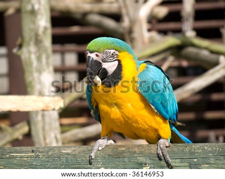 Blue, Yellow and Green Parrot standing on a log with peanut in its beak