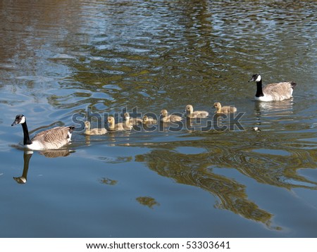 Canada goose with several young goslings