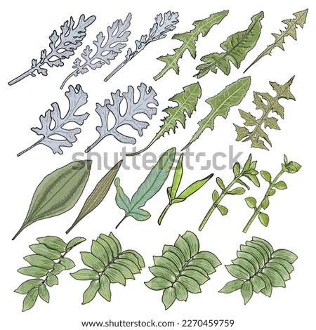 Set of leaves. Decorative floral plant leaf, flower branches and twigs. Hand drawn herb set, lush and elegant exotic leaves for decoration design. Botanical green weeds and bushes. Vector.