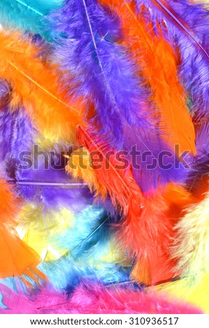Colorful feathers, random feathers background texture, bright multi colour feather on white.