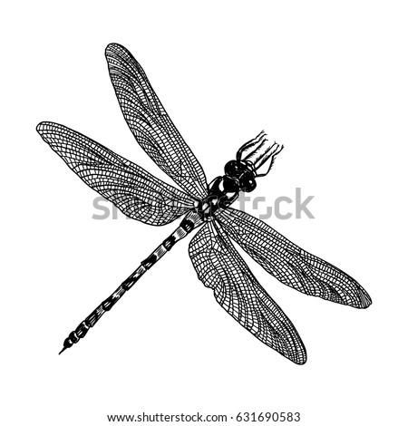 Dragon Fly Clipart | Free download on ClipArtMag