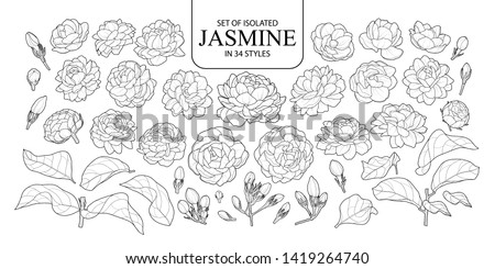 Set of isolated Jasmine in 34 styles. Cute hand drawn flower vector illustration in black outline and white plane on white background.