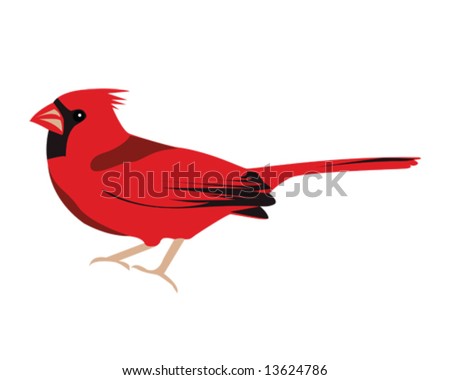 cardinal vector illustration
