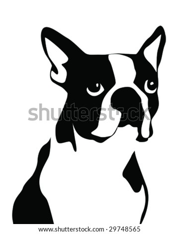 Boston Terrier Vector Illustration - 29748565 : Shutterstock