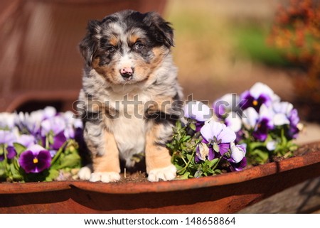 An Australian Shepherd puppy sits in an old wheelbarrow with flowers planted in it.