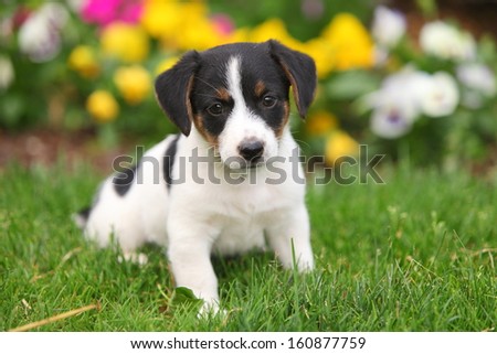 An alert Jack Russel puppy manages to sit still long enough for his picture to get snapped.