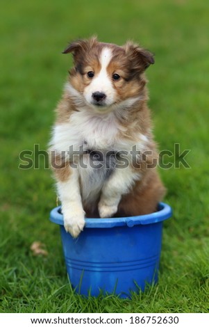 A Shetland Sheepdog puppy sits in a blue plastic bucket on the green grass.