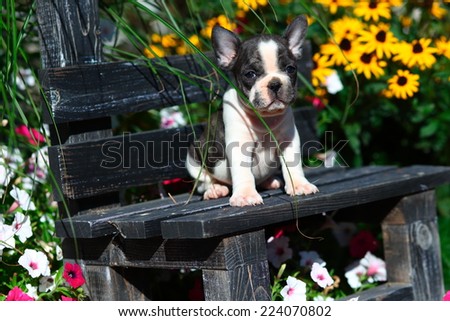 A French Bulldog puppy sits on a garden bench.