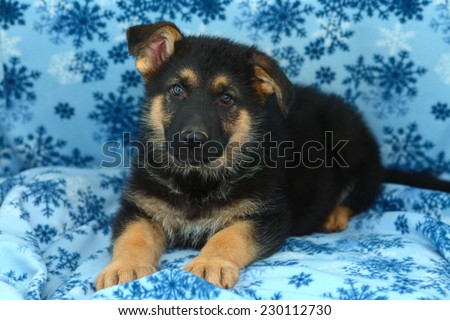 alert Black and tan German Shepherd puppy laying on blanket with snowflakes