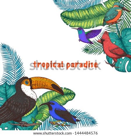 Tropical birds and palm leaves vector illustration. Colorful toucan, colibri, cardinal bird, kingfisher, hummingbird. Hand drawn illustration. Summer design template. Tropical fauna. 