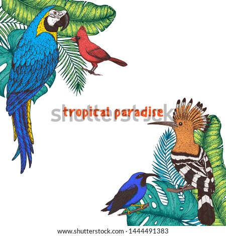 Tropical birds and palm leaves vector illustration. Colorful hoopoe, red cardinal bird, ara parrot, purple honeycreeper. Hand drawn illustration. Summer design template. Tropical fauna. 