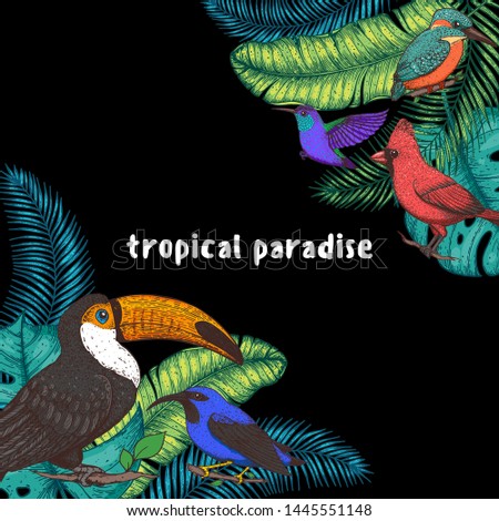 Tropical birds and palm leaves vector illustration. Colorful . Hand drawn illustration. Summer design template. Tropical fauna. 