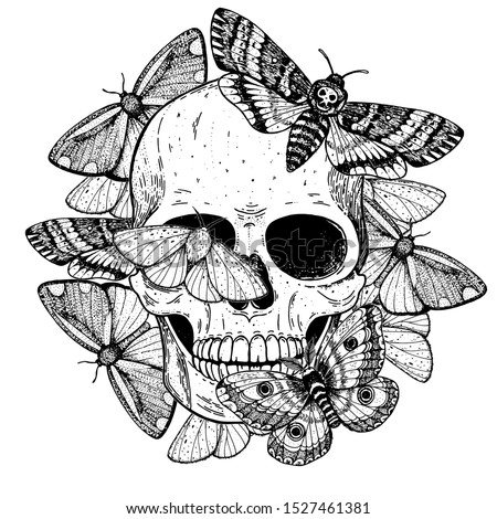 Vector Butterfly Skull | Download Free Vector Art | Free-Vectors