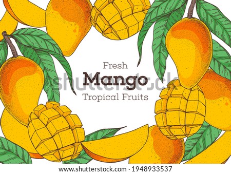 Mango fruit hand drawn package design. Vector illustration. Design, package, brochure illustration.  Mango frame illustration. Can used for packaging design. Colorful.