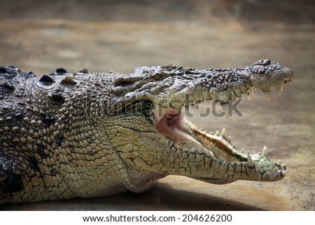 crocodile with the open mouth