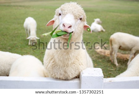 Similar – Image, Stock Photo Flock of sheep walking on road in mountainous valley