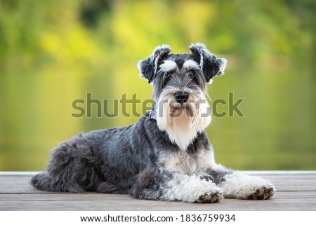 Similar – Foto Bild Niedlichen Hund auf Pier in der Nähe von Meer