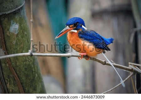 Similar – Image, Stock Photo Riverbank Kingfisher