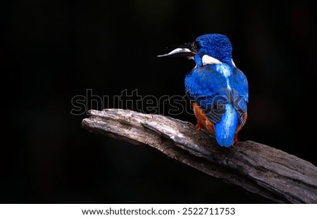 Similar – Foto Bild Eisvogel beobachtet das Wasser