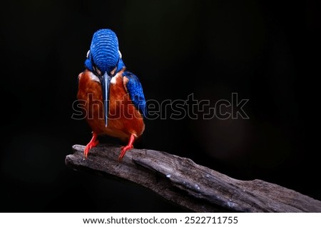 Similar – Foto Bild Eisvogel beobachtet das Wasser