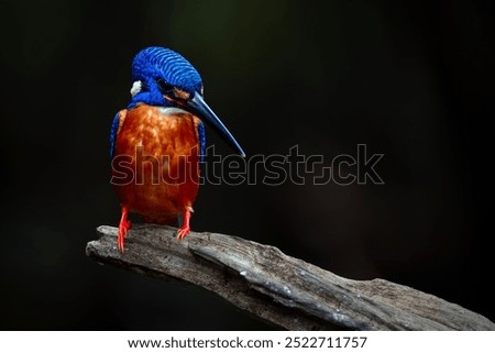 Similar – Foto Bild Eisvogel beobachtet das Wasser