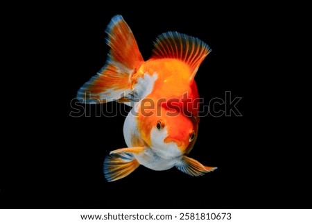 Similar – Foto Bild Goldfisch (Carassius auratus)