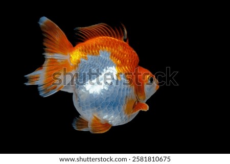 Similar – Foto Bild Goldfisch (Carassius auratus)