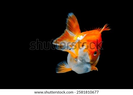 Similar – Foto Bild Goldfisch (Carassius auratus)