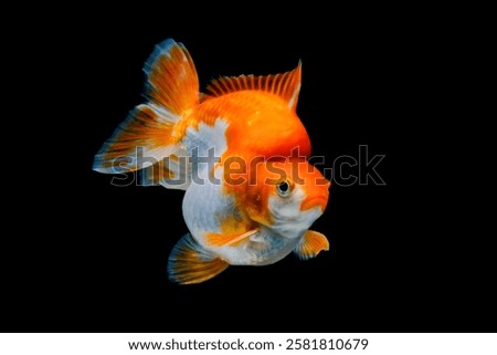 Similar – Foto Bild Goldfisch (Carassius auratus)