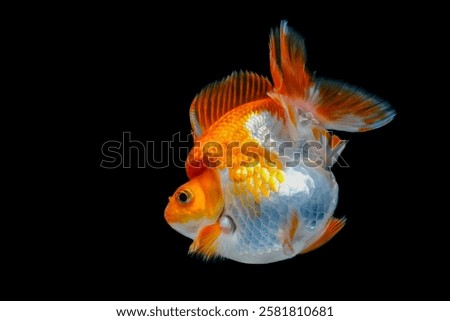 Similar – Foto Bild Goldfisch (Carassius auratus)