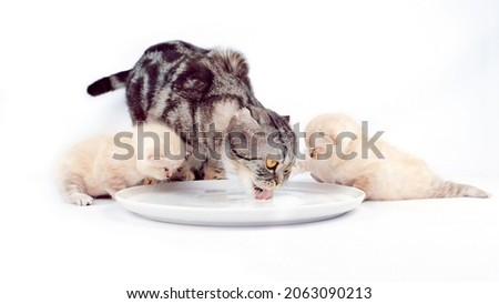 Cat with kittens drink milk from a plate isolated on white background. The cat with kittens are eating. A month old kitten. Scottish purebred cat. The cat teaches kittens to eat.