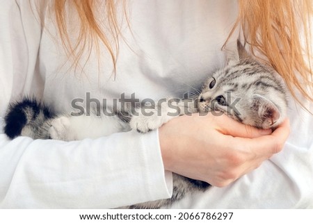 The girl is holding a kitten in her arms. Kitten in the arms of a girl. The girl hugs a little kitten to her.