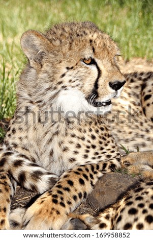 A Cheetah cub relaxes in the shade at a game park in South Africa.