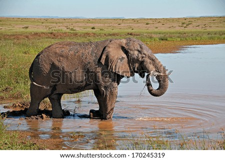 An elephant bull drinks at a water hole in a game reserve in South Africa.