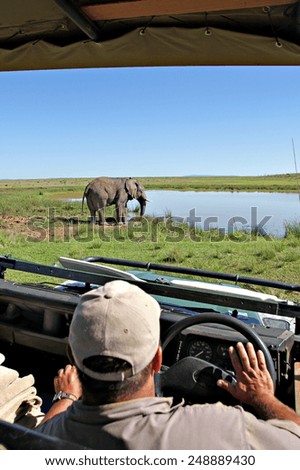 A bull elephant wades into a watering hole in a South African game park as a game ranger looks on.