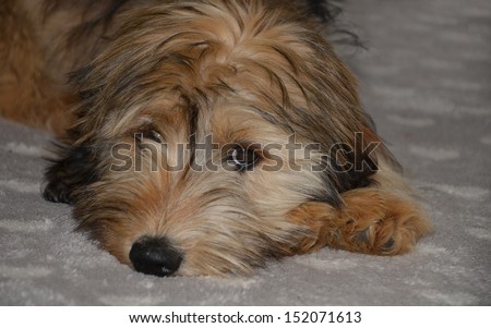 Small mixed breed puppy