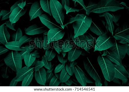 Similar – Image, Stock Photo Bright green leaf texture.