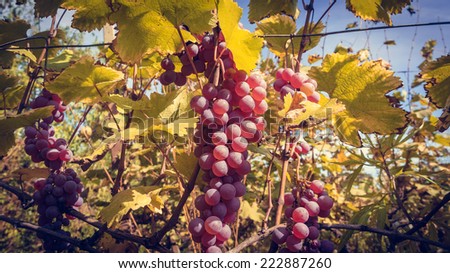 Red grapes on the vine in autumn during harvest season. Toned picture