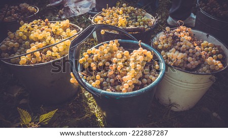 White wine grapes in buckets after the harvest at the vineyard. Toned picture